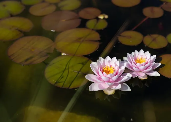 Апартаменты Orava - *